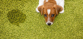 AllstateCleaning.Com -Green Organic Carpet Cleaning